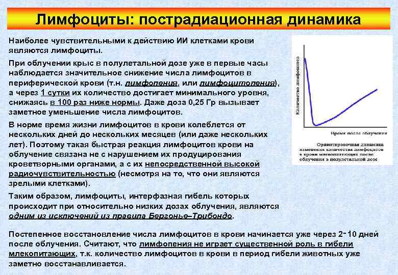 Лимфоциты: пострадиационная динамика Наиболее чувствительными к действию ИИ клетками крови являются лимфоциты. При облучении