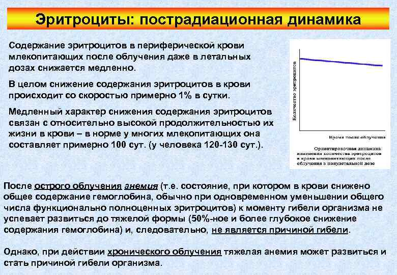 Эритроциты: пострадиационная динамика Содержание эритроцитов в периферической крови млекопитающих после облучения даже в летальных