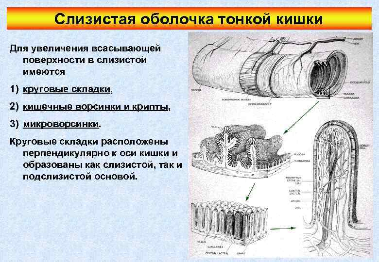 Слизистая оболочка тонкой кишки Для увеличения всасывающей поверхности в слизистой имеются 1) круговые складки,