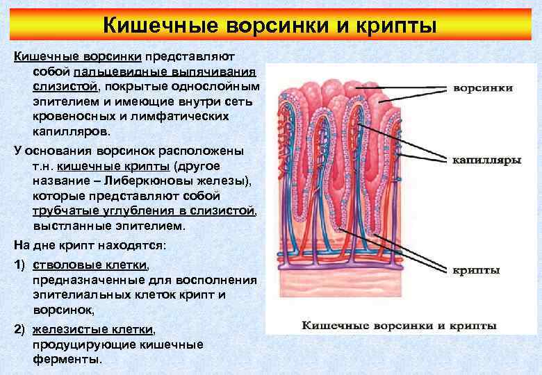 Кишечные ворсинки и крипты Кишечные ворсинки представляют собой пальцевидные выпячивания слизистой, покрытые однослойным эпителием