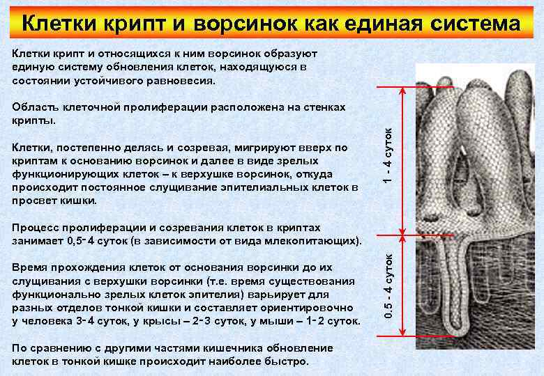 Клетки крипт и ворсинок как единая система Клетки крипт и относящихся к ним ворсинок