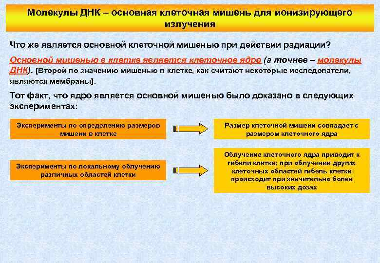 Молекулы ДНК – основная клеточная мишень для ионизирующего излучения Что же является основной клеточной