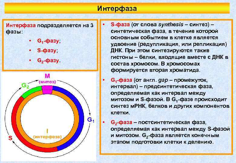 Таблица интерфазы