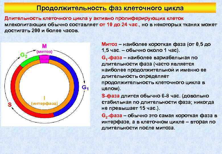 Продолжительность фаз клеточного цикла Длительность клеточного цикла у активно пролиферирующих клеток млекопитающих обычно составляет