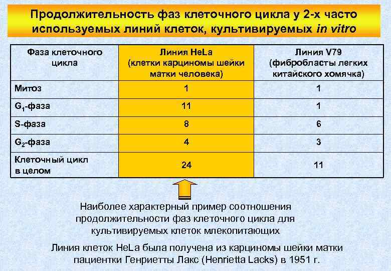 Продолжительность фаз клеточного цикла у 2 -х часто используемых линий клеток, культивируемых in vitro