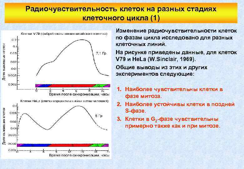 Радиочувствительность клеток на разных стадиях клеточного цикла (1) Изменение радиочувствительности клеток по фазам цикла
