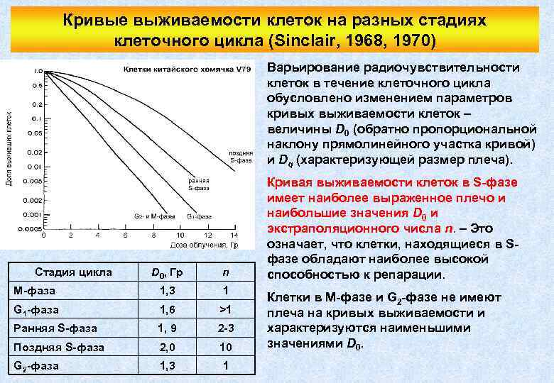 Кривые выживаемости клеток на разных стадиях клеточного цикла (Sinclair, 1968, 1970) Варьирование радиочувствительности клеток