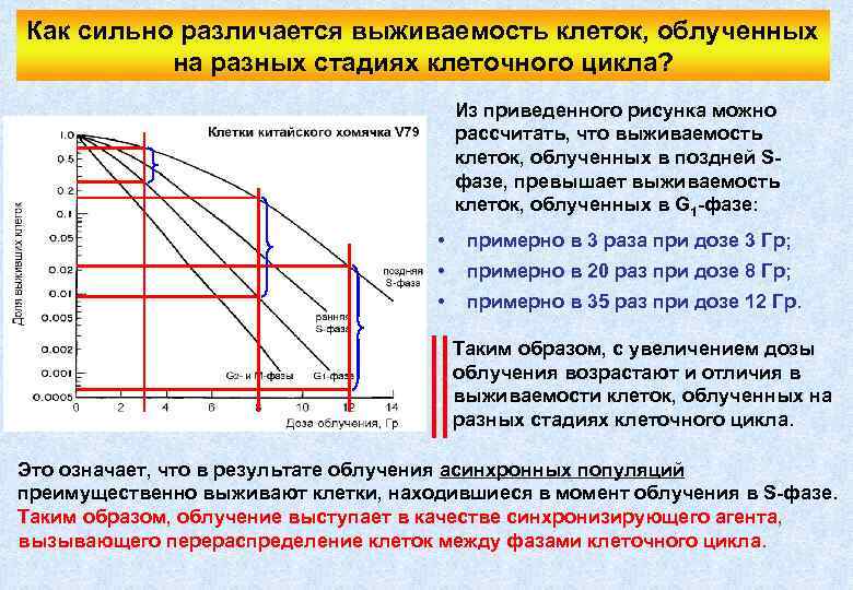 Как сильно различается выживаемость клеток, облученных на разных стадиях клеточного цикла? Из приведенного рисунка