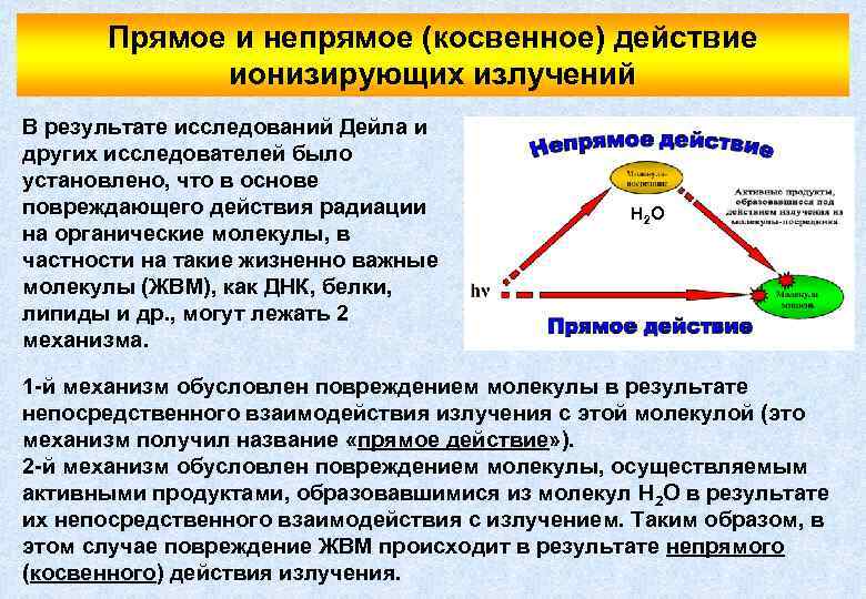 Прямое и непрямое (косвенное) действие ионизирующих излучений В результате исследований Дейла и других исследователей