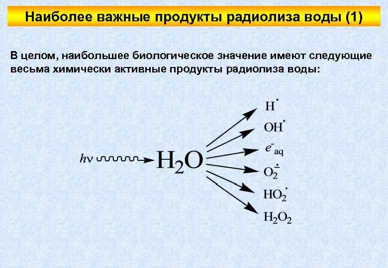 Наиболее важное значение. Радиолиз воды схема. Продукты радиолиза воды. Радиолиз воды механизм. Радиолиз воды реакция.