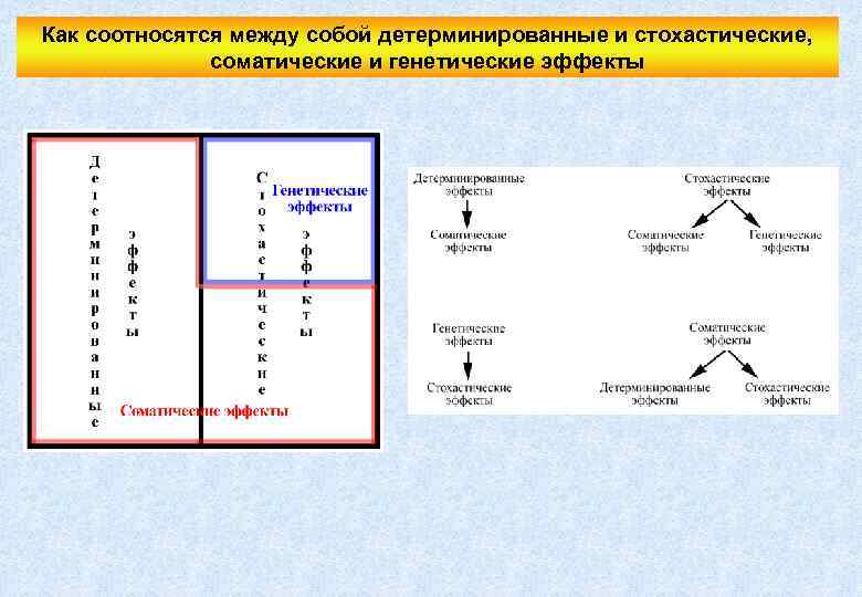 Как соотносятся между собой детерминированные и стохастические, соматические и генетические эффекты 