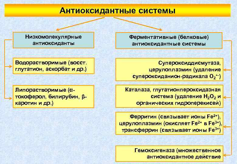 Антиоксидантные системы Низкомолекулярные антиоксиданты Водорастворимые (восст. глутатион, аскорбат и др. ) Липорастворимые (αтокоферол, билирубин,