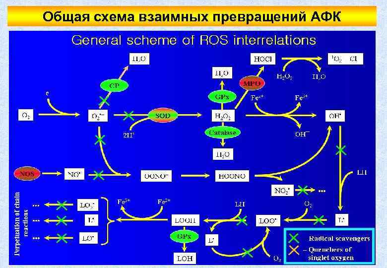 Общая схема взаимных превращений АФК 