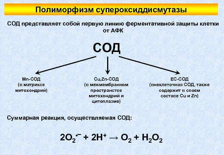 Полиморфизм супероксиддисмутазы СОД представляет собой первую линию ферментативной защиты клетки от АФК СОД Mn-СОД