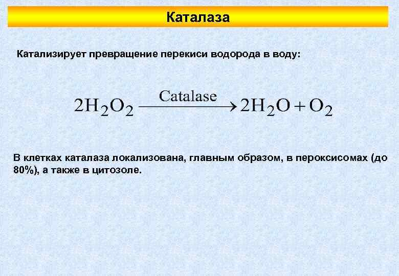 Каталаза Катализирует превращение перекиси водорода в воду: В клетках каталаза локализована, главным образом, в