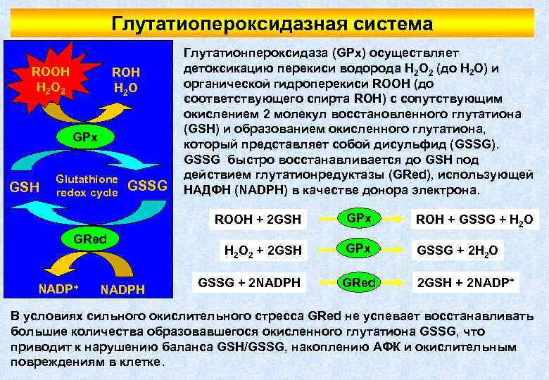 Глутатиопероксидазная система ROOH H 2 O 2 ROH H 2 O GPx GSH Glutathione