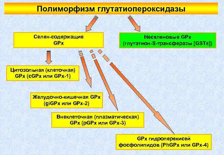 Полиморфизм глутатиопероксидазы Селен-содержащие GPx Неселеновые GPx (глутатион-S-трансферазы [GSTs]) Цитозольная (клеточная) GPx (c. GPx или