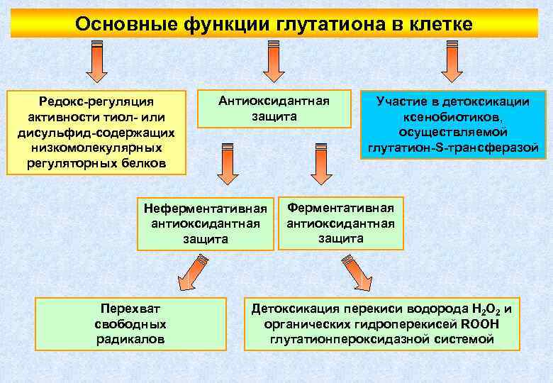 Основные функции глутатиона в клетке Редокс-регуляция активности тиол- или дисульфид-содержащих низкомолекулярных регуляторных белков Антиоксидантная