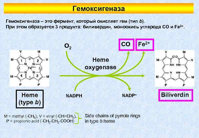 Гемоксигеназа – это фермент, который окисляет гем (тип b). При этом образуется 3 продукта: