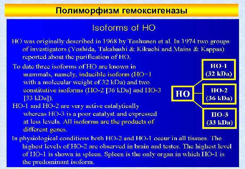 Полиморфизм гемоксигеназы 