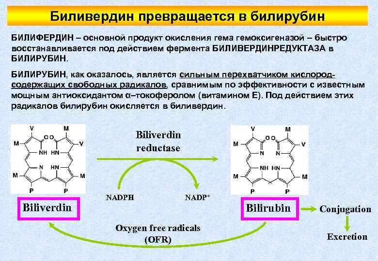Биливердин превращается в билирубин БИЛИФЕРДИН – основной продукт окисления гема гемоксигеназой – быстро восстанавливается