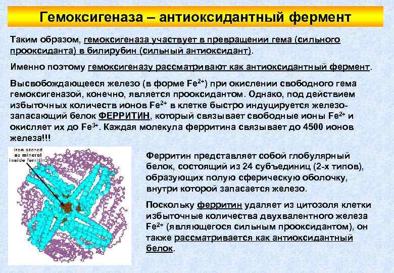 Гемоксигеназа – антиоксидантный фермент Таким образом, гемоксигеназа участвует в превращении гема (сильного прооксиданта) в