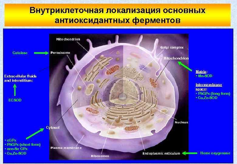 Внутриклеточная локализация основных антиоксидантных ферментов Catalase Mitochondrion Matrix: • Mn-SOD Extracellular fluids and interstitium: