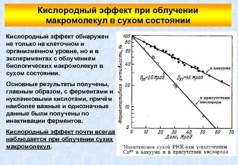 Кислородный эффект при облучении макромолекул в сухом состоянии Кислородный эффект обнаружен не только на