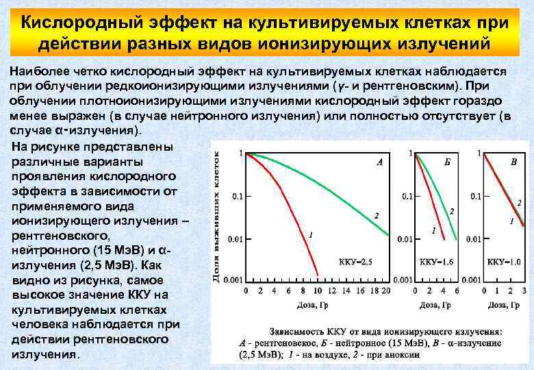 Кислородный эффект на культивируемых клетках при действии разных видов ионизирующих излучений Наиболее четко кислородный