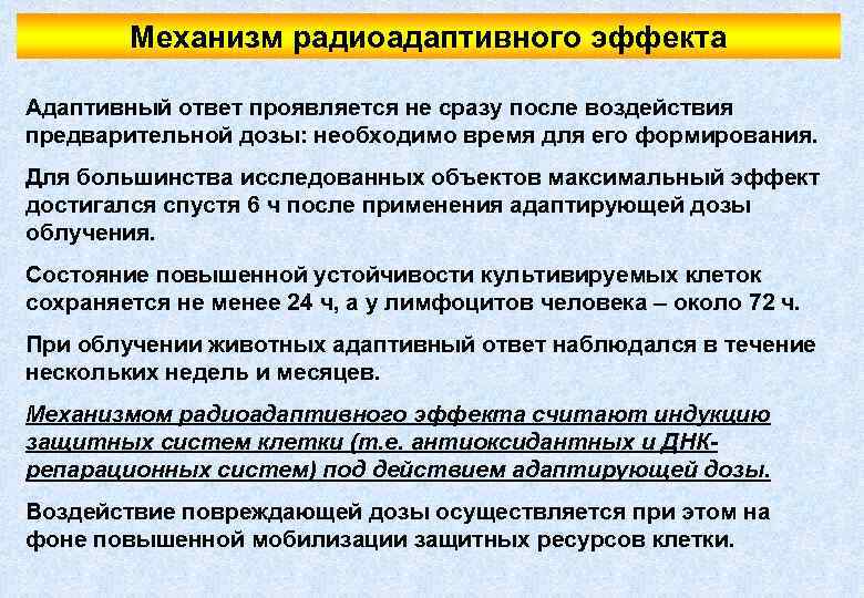 Механизм радиоадаптивного эффекта Адаптивный ответ проявляется не сразу после воздействия предварительной дозы: необходимо время