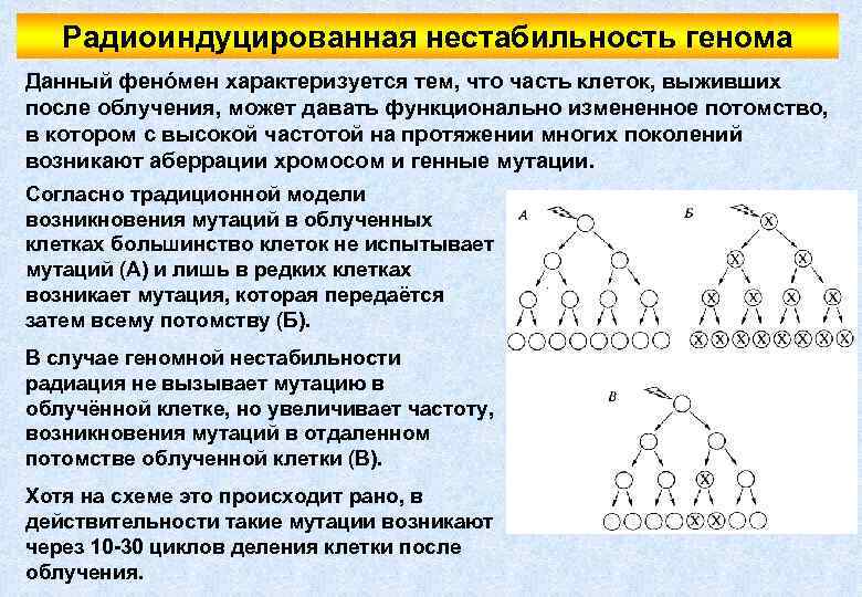 Радиоиндуцированная нестабильность генома Данный фенóмен характеризуется тем, что часть клеток, выживших после облучения, может
