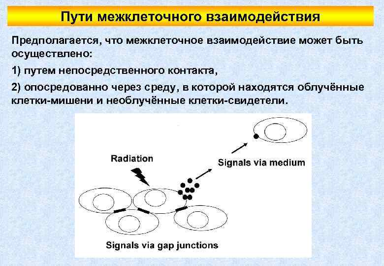 Пути межклеточного взаимодействия Предполагается, что межклеточное взаимодействие может быть осуществлено: 1) путем непосредственного контакта,