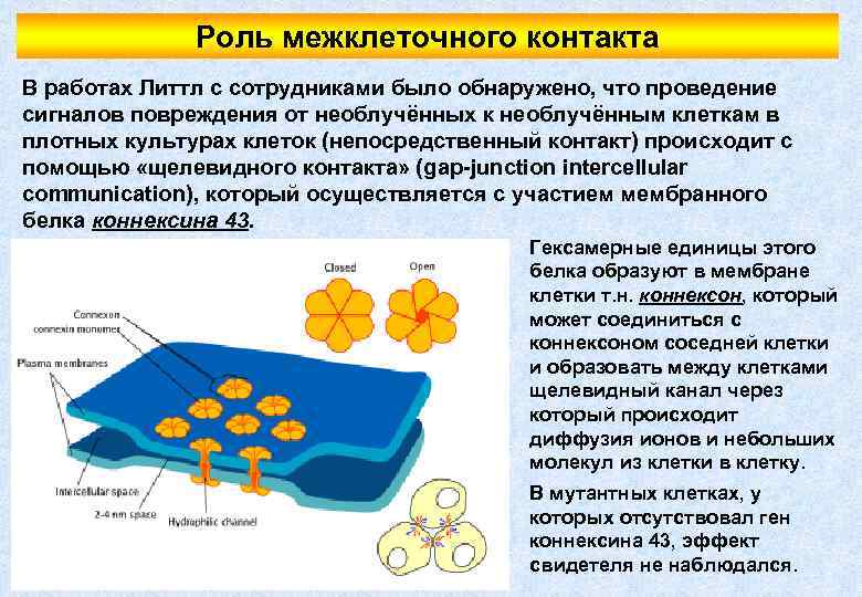 Роль межклеточного контакта В работах Литтл с сотрудниками было обнаружено, что проведение сигналов повреждения