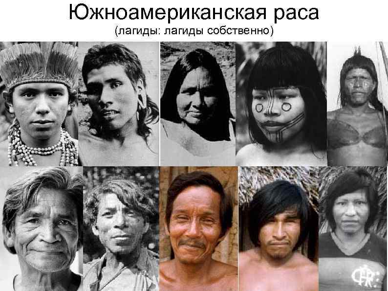 Южноамериканская раса (лагиды: лагиды собственно) 