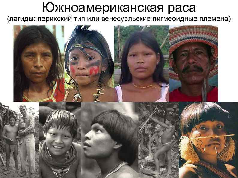 Южноамериканская раса (лагиды: перихский тип или венесуэльские пигмеоидные племена) 