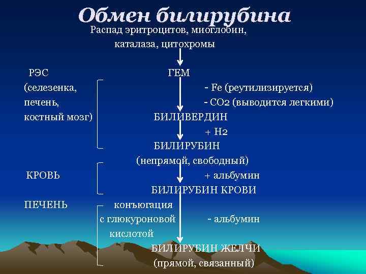 Обмен билирубина Распад эритроцитов, миоглобин, каталаза, цитохромы РЭС (селезенка, печень, костный мозг) КРОВЬ ПЕЧЕНЬ