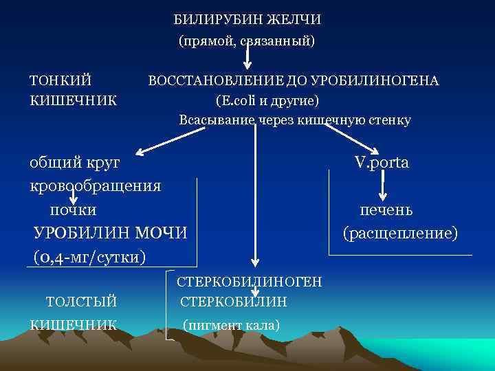 БИЛИРУБИН ЖЕЛЧИ (прямой, связанный) ТОНКИЙ КИШЕЧНИК ВОССТАНОВЛЕНИЕ ДО УРОБИЛИНОГЕНА (Е. соli и другие) Всасывание