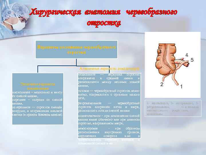 Хирургическая анатомия червеобразного отростка Варианты положения червеобразного отростка Атипичные варианты локализации Типичные варианты локализации