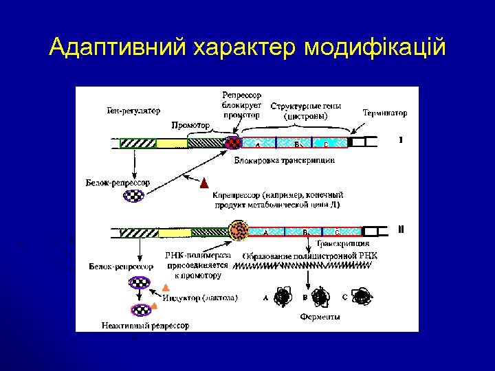 Адаптивний характер модифікацій 