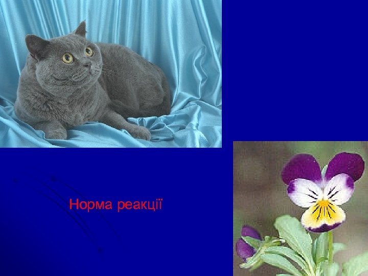 Норма реакції 