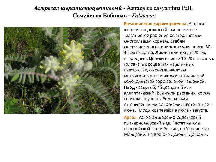 Астрагал шерстистоцветковый - Astragalus dasyanthus Pall. Семейство Бобовые - Fabaceae Ботаническая характеристика. Астрагал шерстистоцветковый