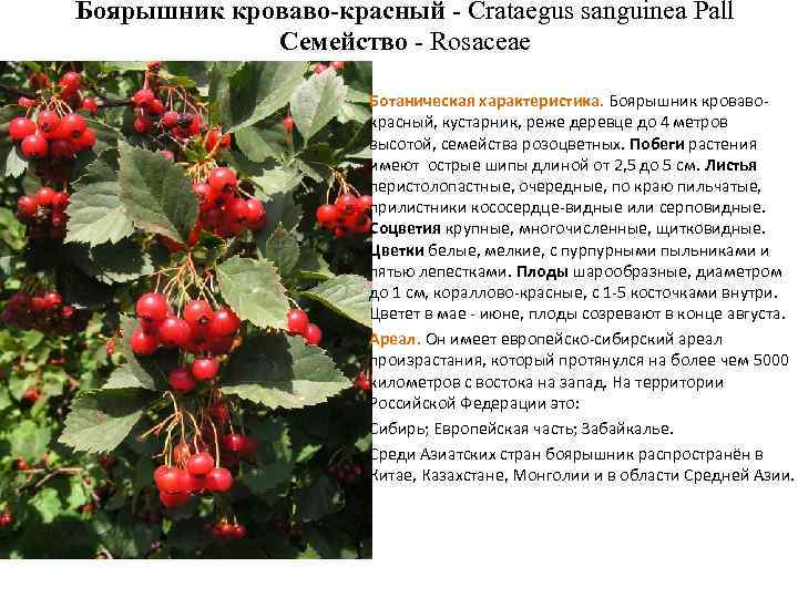 Боярышник кроваво-красный - Crataegus sanguinea Pall Семейство - Rosaceae Ботаническая характеристика. Боярышник кровавокрасный, кустарник,