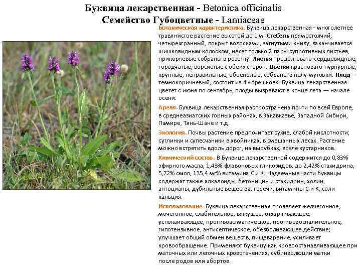 Буквица лекарственная - Betonica officinalis Семейство Губоцветные - Lamiaceae Ботаническая характеристика. Буквица лекарственная -