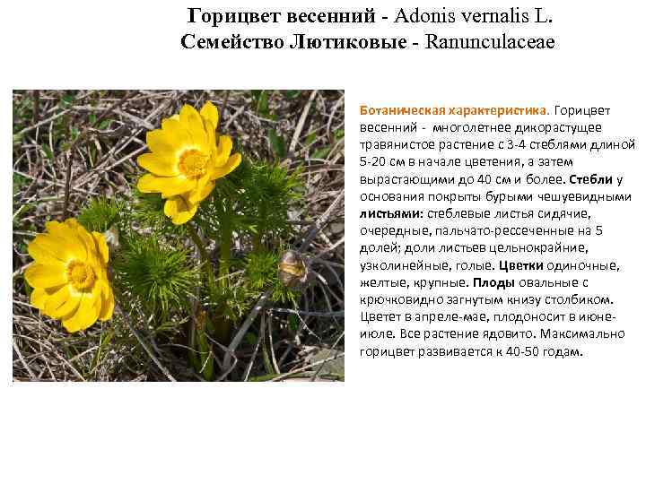 Горицвет весенний - Adonis vernalis L. Семейство Лютиковые - Ranunculaceae Ботаническая характеристика. Горицвет весенний