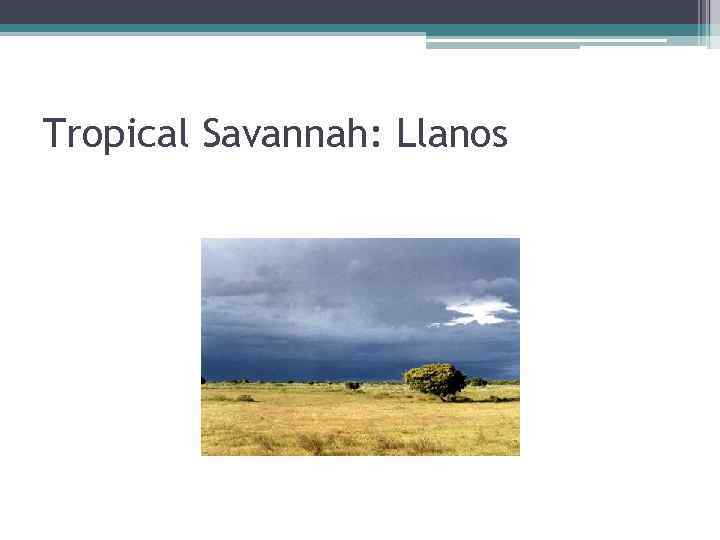 Tropical Savannah: Llanos 