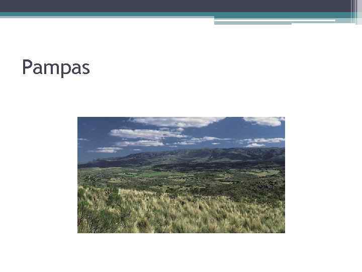 Pampas 