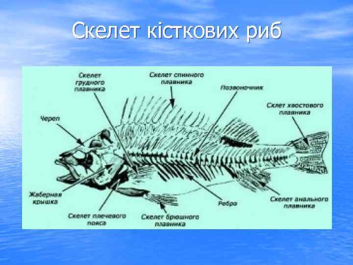 Рассмотрите рисунок напишите названия частей скелета рыбы обозначенных цифрами