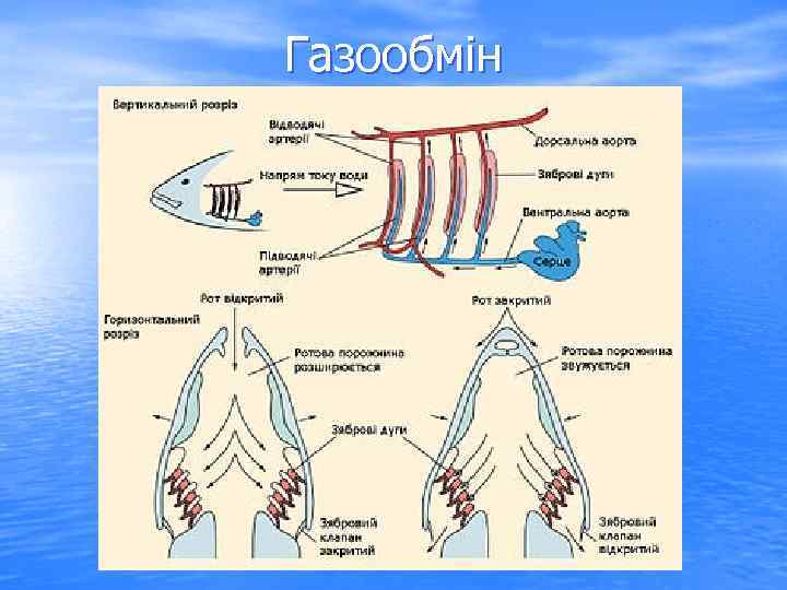 Газообмін 