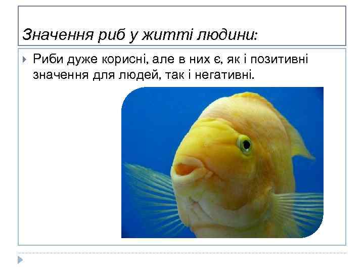 Значення риб у житті людини: Риби дуже корисні, але в них є, як і