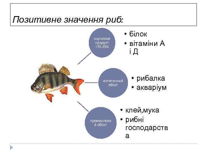 Позитивне значення риб: • білок • вітаміни А іД харчовий продукт 17%-85% естетичний обєкт